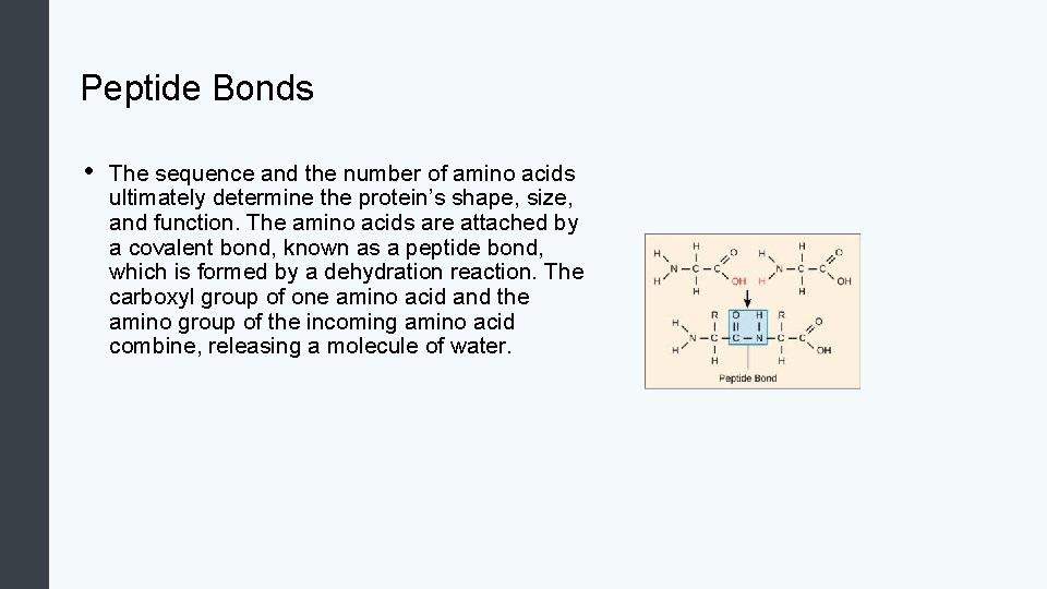 Peptide Bonds • The sequence and the number of amino acids ultimately determine the