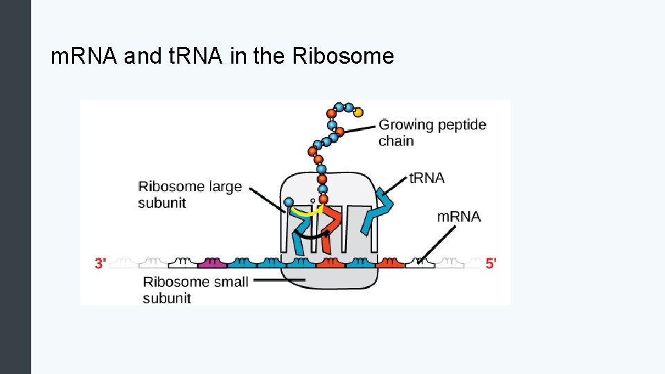 m. RNA and t. RNA in the Ribosome 