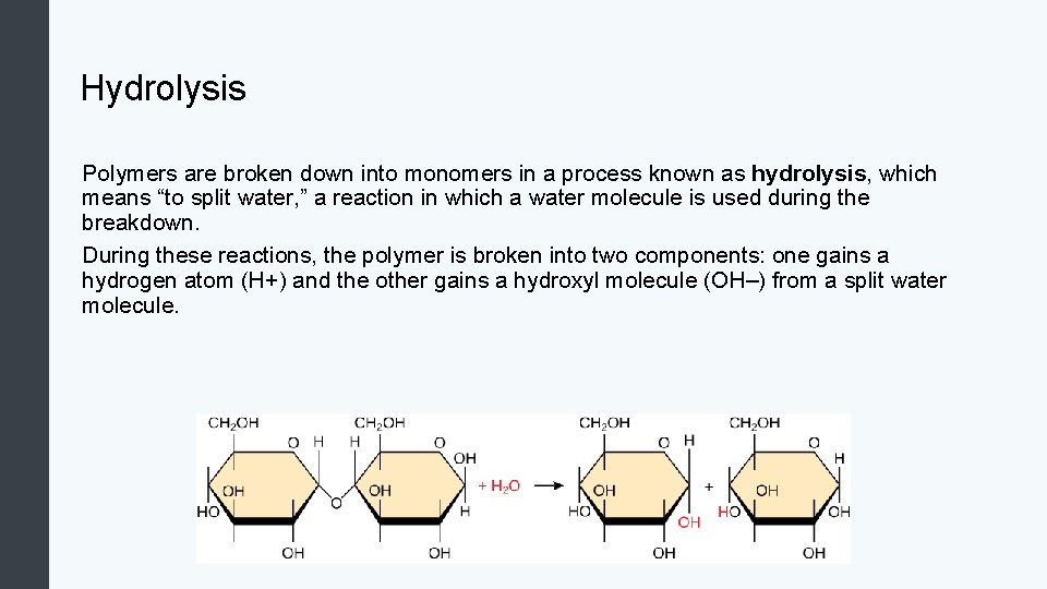 Hydrolysis Polymers are broken down into monomers in a process known as hydrolysis, which