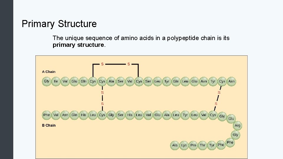 Primary Structure The unique sequence of amino acids in a polypeptide chain is its