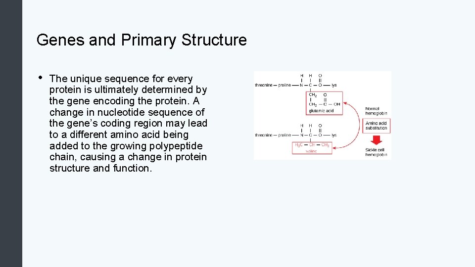 Genes and Primary Structure • The unique sequence for every protein is ultimately determined