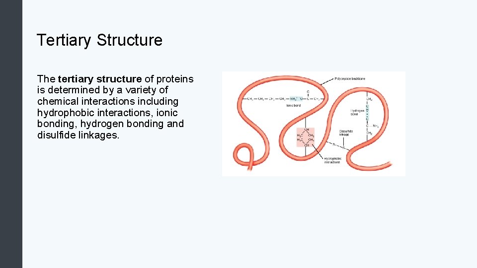 Tertiary Structure The tertiary structure of proteins is determined by a variety of chemical