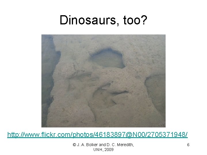 Dinosaurs, too? http: //www. flickr. com/photos/46183897@N 00/2705371948/ © J. A. Bolker and D. C.