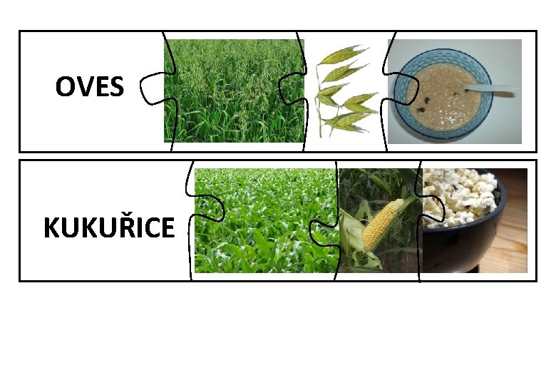 OVES KUKUŘICE 