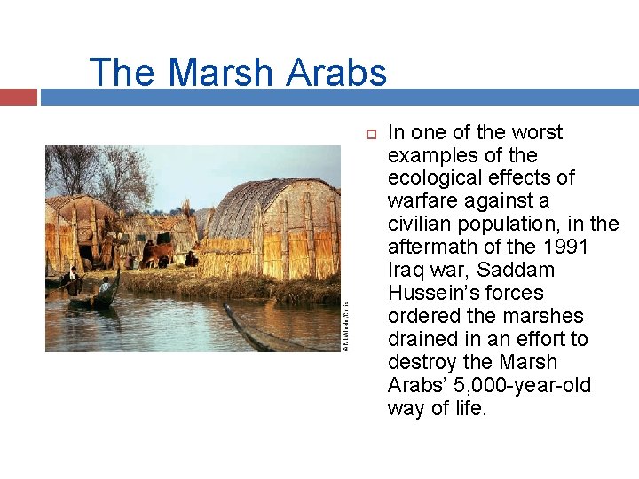 The Marsh Arabs In one of the worst examples of the ecological effects of