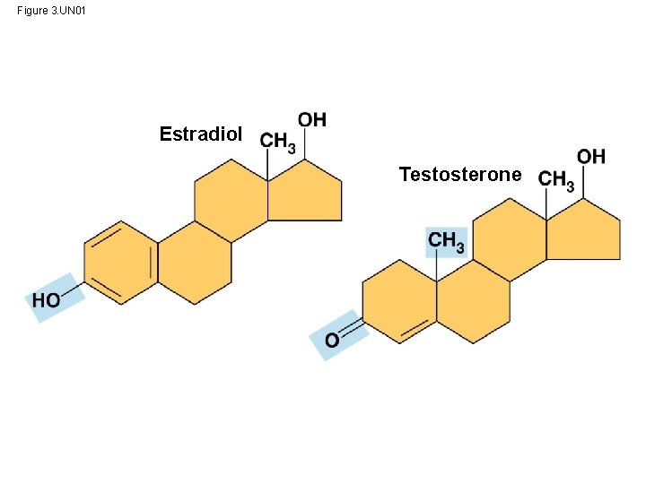 Figure 3. UN 01 Estradiol Testosterone 