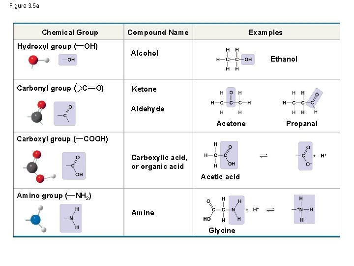 Figure 3. 5 a Chemical Group Hydroxyl group ( OH) Carbonyl group ( C