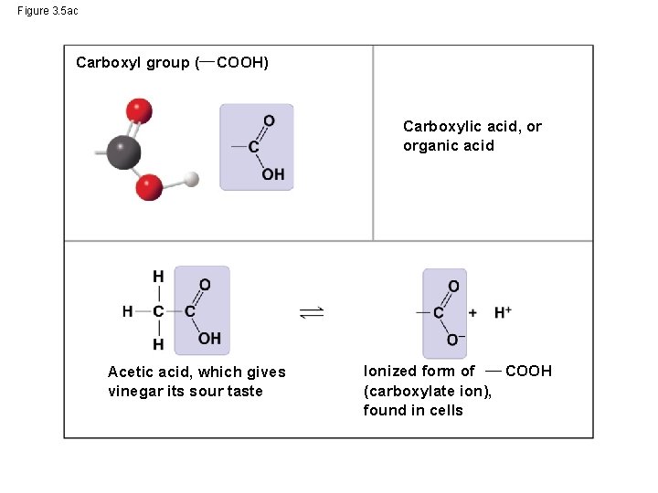 Figure 3. 5 ac Carboxyl group ( COOH) Carboxylic acid, or organic acid Acetic