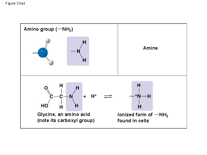 Figure 3. 5 ad Amino group ( NH 2) Amine Glycine, an amino acid