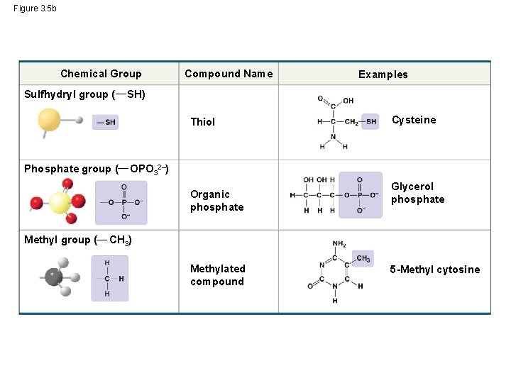 Figure 3. 5 b Chemical Group Sulfhydryl group ( Compound Name SH) Thiol Phosphate