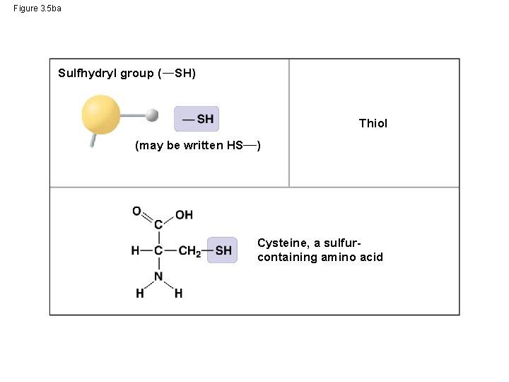 Figure 3. 5 ba Sulfhydryl group ( SH) Thiol (may be written HS )