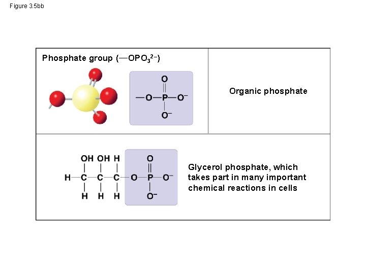 Figure 3. 5 bb Phosphate group ( OPO 32–) Organic phosphate Glycerol phosphate, which