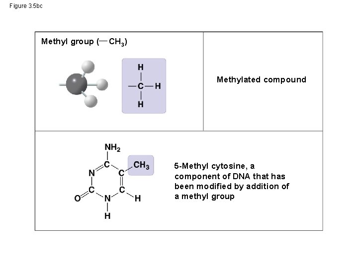 Figure 3. 5 bc Methyl group ( CH 3) Methylated compound 5 -Methyl cytosine,
