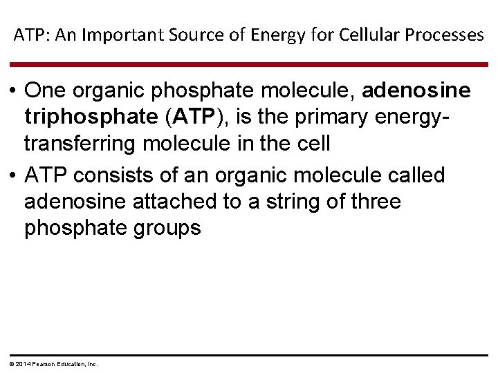 ATP: An Important Source of Energy for Cellular Processes • One organic phosphate molecule,