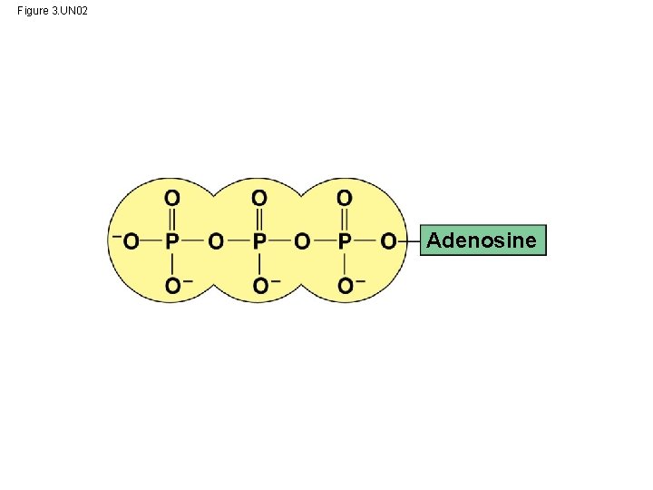 Figure 3. UN 02 Adenosine 