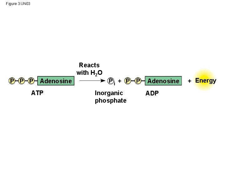 Figure 3. UN 03 Reacts with H 2 O Adenosine ATP Inorganic phosphate ADP