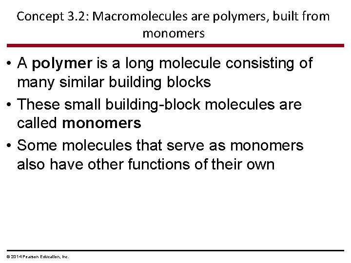 Concept 3. 2: Macromolecules are polymers, built from monomers • A polymer is a