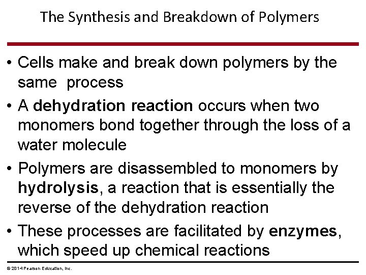 The Synthesis and Breakdown of Polymers • Cells make and break down polymers by