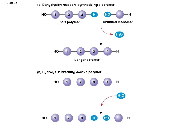 Figure 3. 6 (a) Dehydration reaction: synthesizing a polymer Short polymer Longer polymer (b)