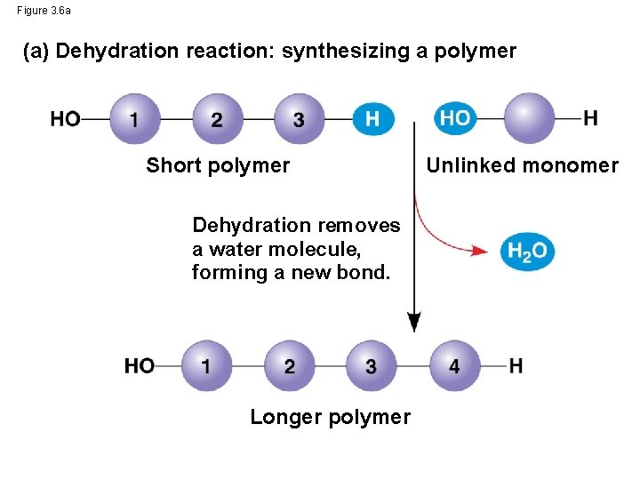 Figure 3. 6 a (a) Dehydration reaction: synthesizing a polymer Short polymer Dehydration removes