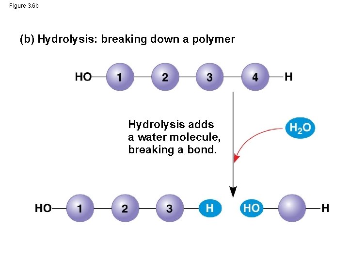 Figure 3. 6 b (b) Hydrolysis: breaking down a polymer Hydrolysis adds a water