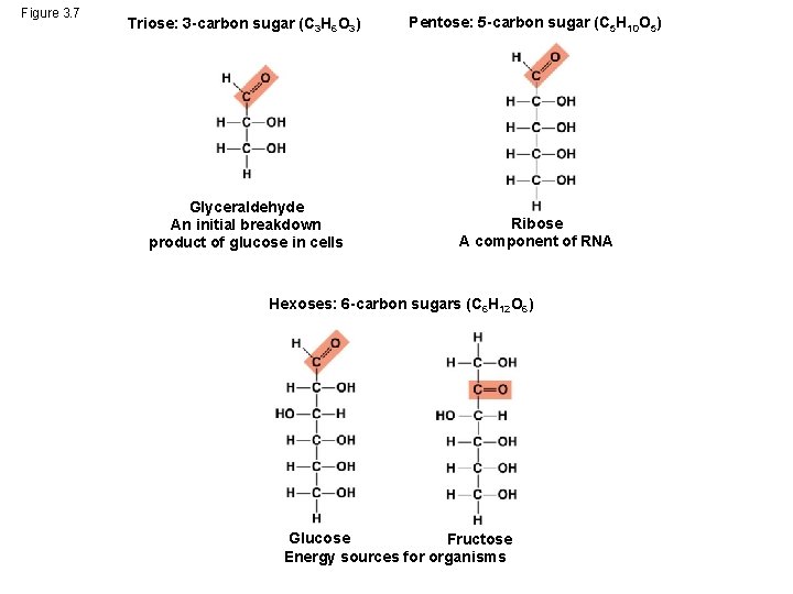 Figure 3. 7 Triose: 3 -carbon sugar (C 3 H 6 O 3) Pentose: