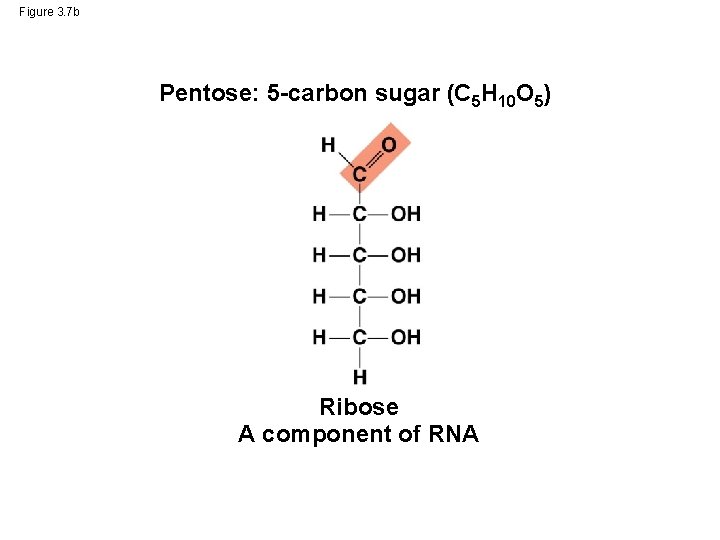 Figure 3. 7 b Pentose: 5 -carbon sugar (C 5 H 10 O 5)