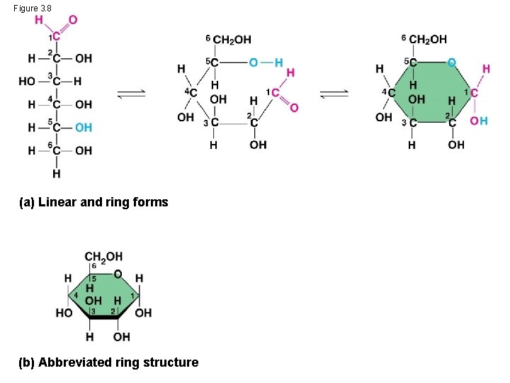 Figure 3. 8 (a) Linear and ring forms (b) Abbreviated ring structure 