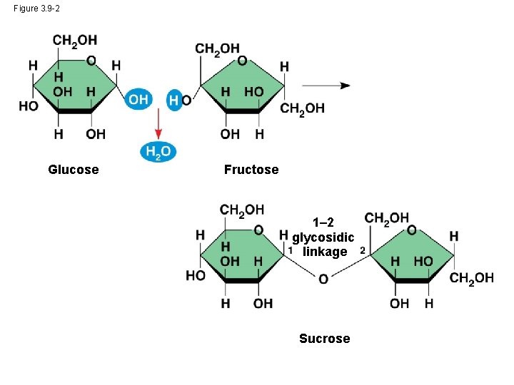 Figure 3. 9 -2 Glucose Fructose 1– 2 glycosidic linkage Sucrose 