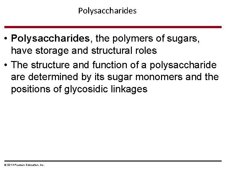 Polysaccharides • Polysaccharides, the polymers of sugars, have storage and structural roles • The