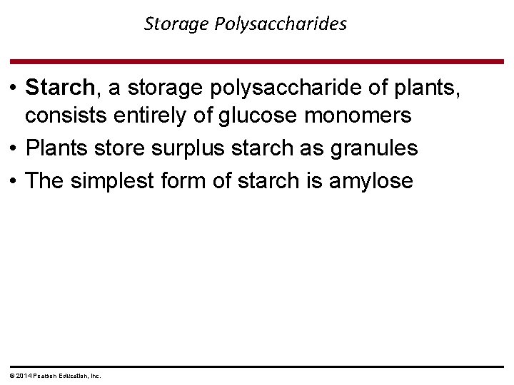 Storage Polysaccharides • Starch, a storage polysaccharide of plants, consists entirely of glucose monomers