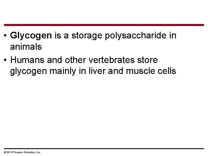  • Glycogen is a storage polysaccharide in animals • Humans and other vertebrates
