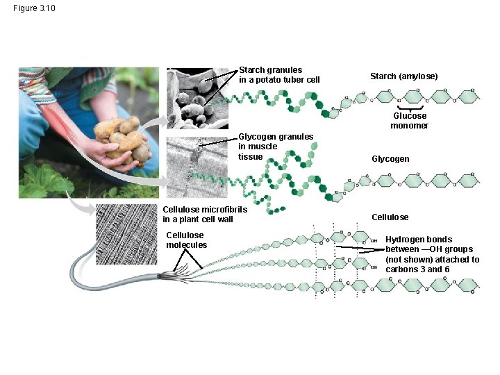 Figure 3. 10 Starch granules in a potato tuber cell Starch (amylose) Glucose monomer