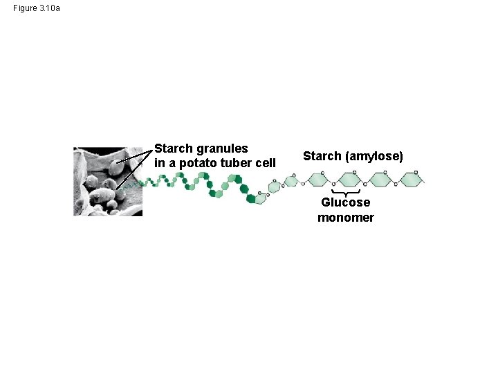 Figure 3. 10 a Starch granules in a potato tuber cell Starch (amylose) Glucose