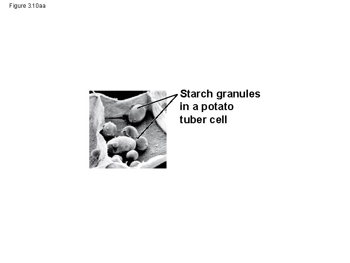 Figure 3. 10 aa Starch granules in a potato tuber cell 