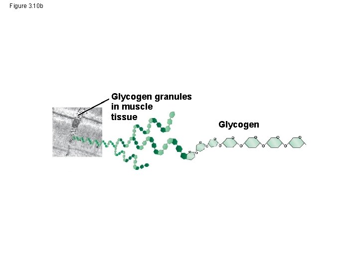 Figure 3. 10 b Glycogen granules in muscle tissue Glycogen 