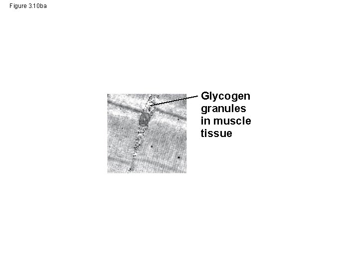 Figure 3. 10 ba Glycogen granules in muscle tissue 