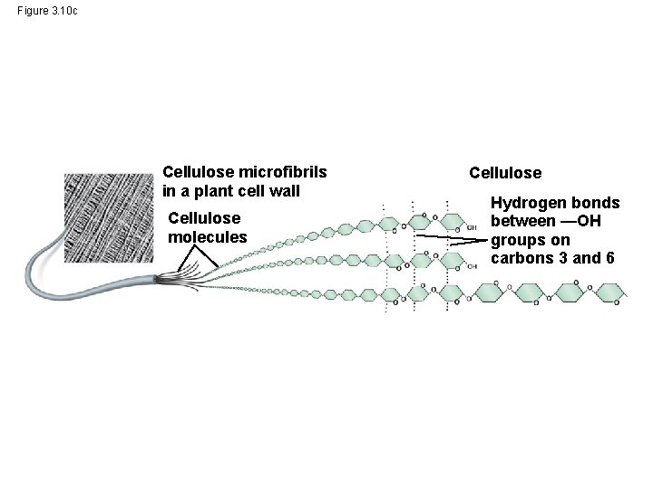 Figure 3. 10 c Cellulose microfibrils in a plant cell wall Cellulose molecules Cellulose