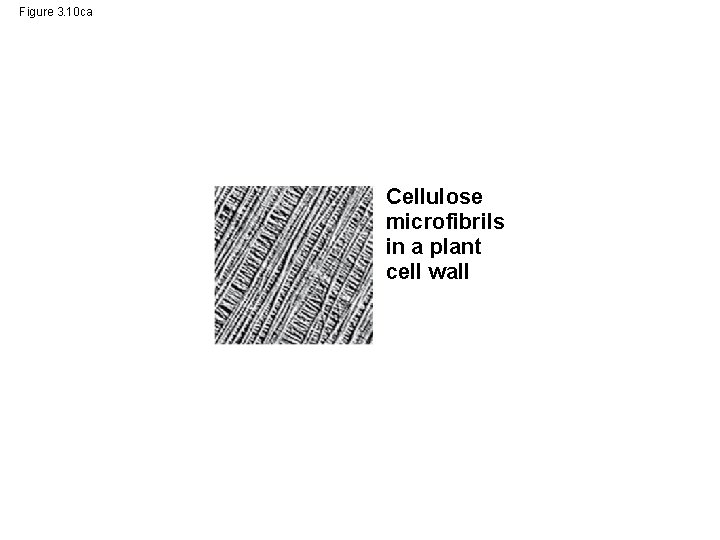 Figure 3. 10 ca Cellulose microfibrils in a plant cell wall 