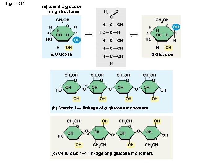 Figure 3. 11 (a) and glucose ring structures Glucose (b) Starch: 1– 4 linkage