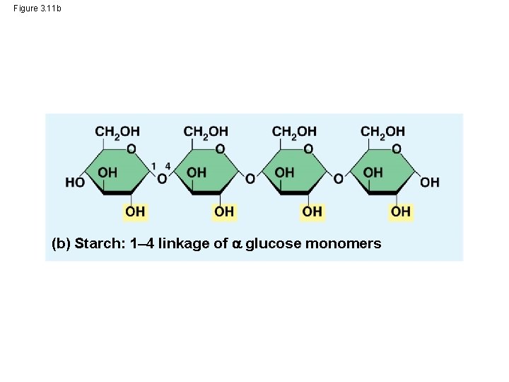 Figure 3. 11 b (b) Starch: 1– 4 linkage of glucose monomers 