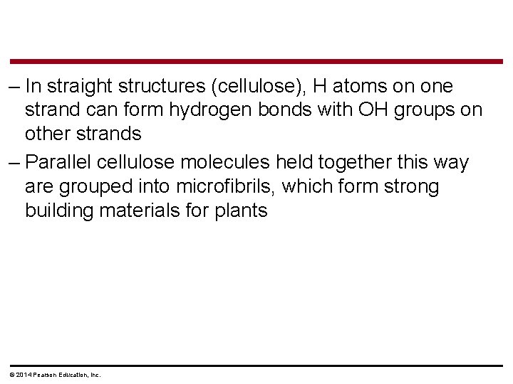 – In straight structures (cellulose), H atoms on one strand can form hydrogen bonds