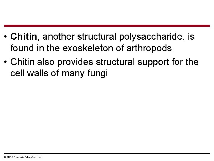  • Chitin, another structural polysaccharide, is found in the exoskeleton of arthropods •