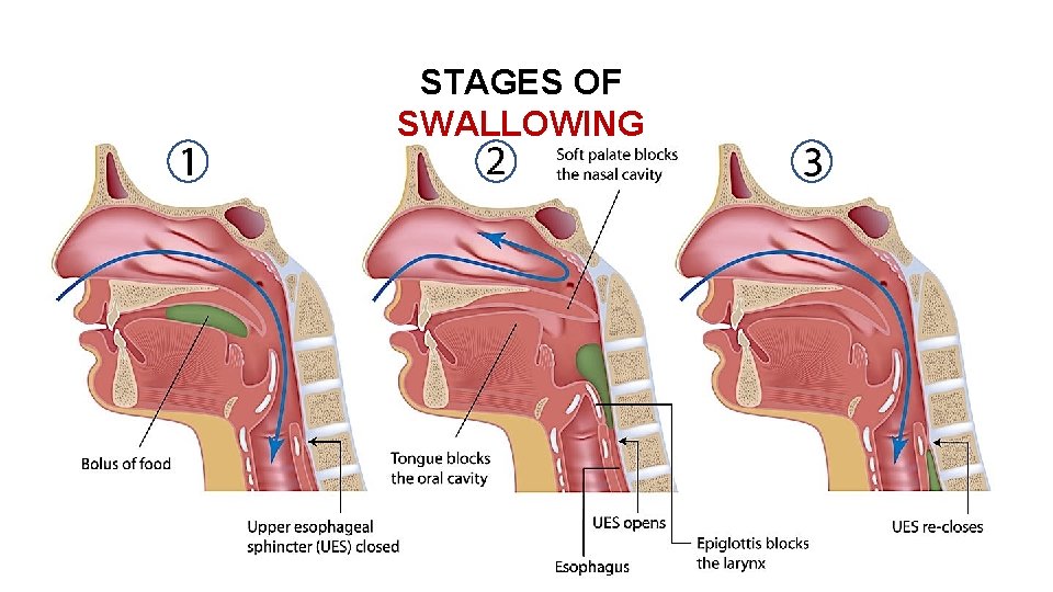 STAGES OF SWALLOWING 