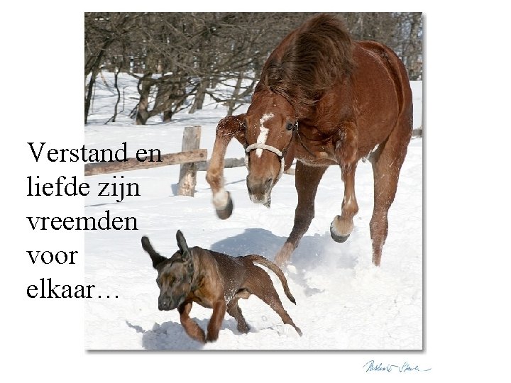 Verstand en liefde zijn vreemden voor elkaar… 