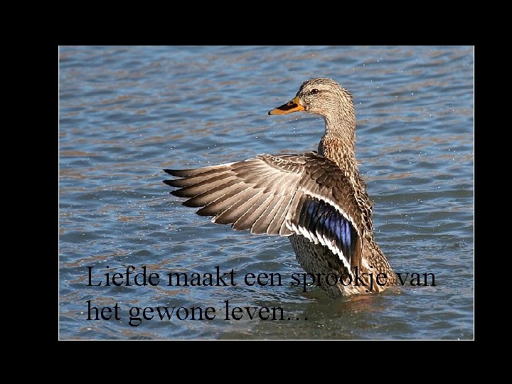 Liefde maakt een sprookje van het gewone leven… 