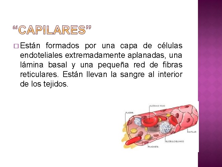 � Están formados por una capa de células endoteliales extremadamente aplanadas, una lámina basal