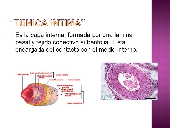 � Es la capa interna, formada por una lamina basal y tejido conectivo subentolial.