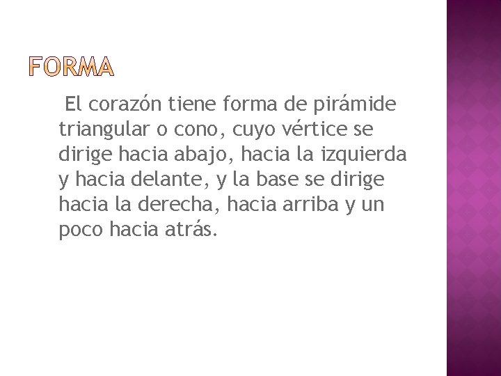 El corazón tiene forma de pirámide triangular o cono, cuyo vértice se dirige hacia