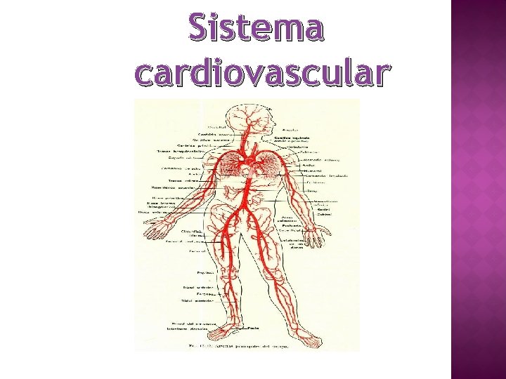 Sistema cardiovascular 